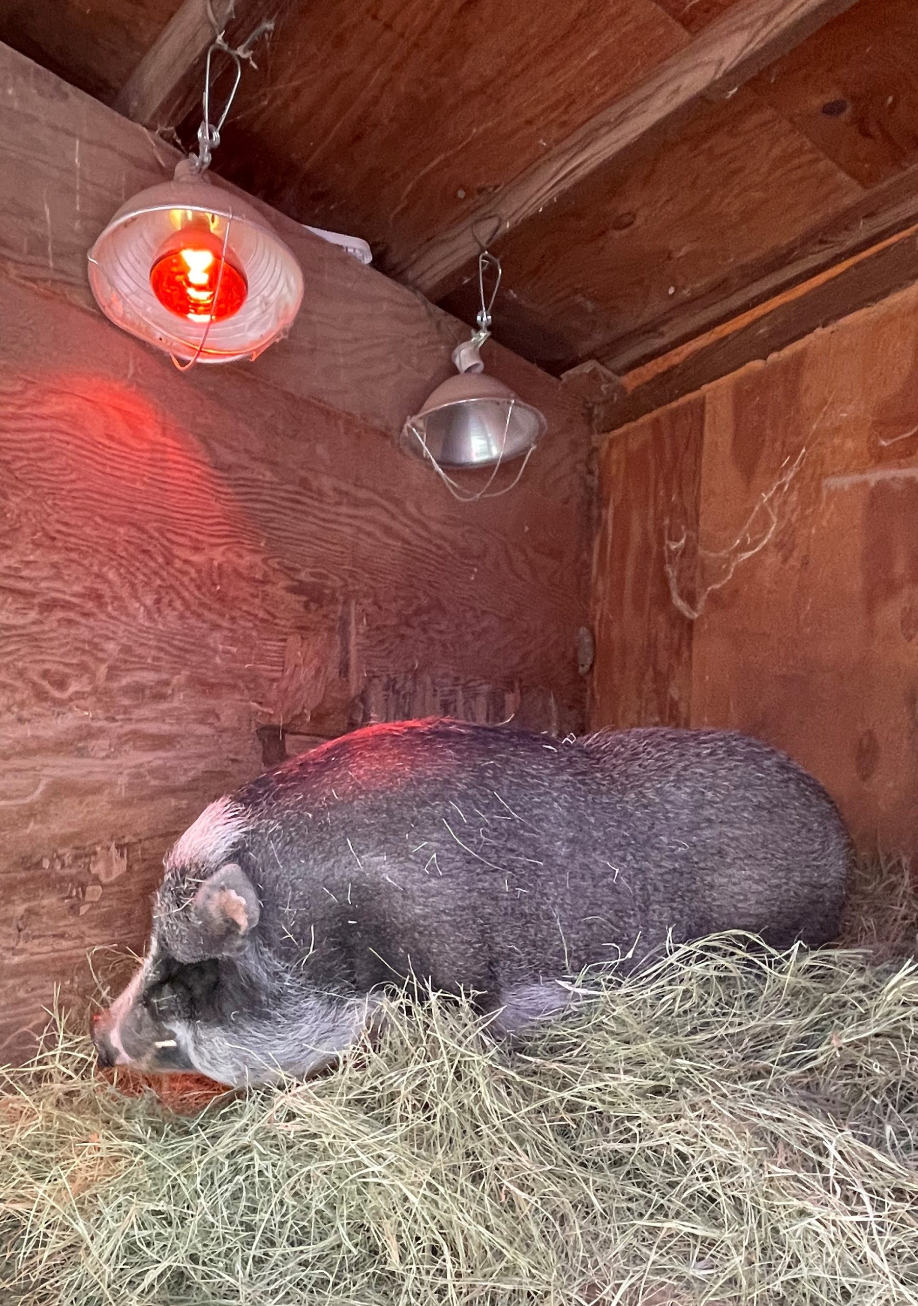 Amarillo Zoo 7 - Dudley Pig - Image