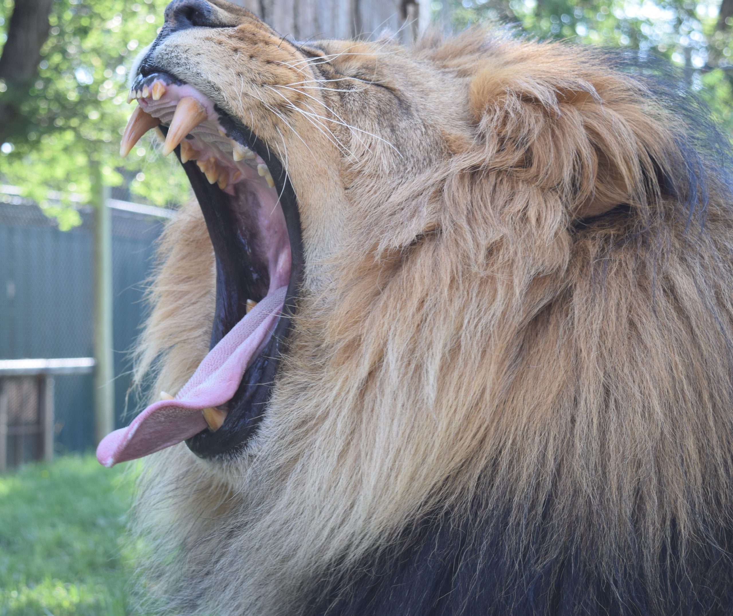 Close-up of Solomon the lion mid-roar or yawn, mouth wide open showing teeth and tongue.
