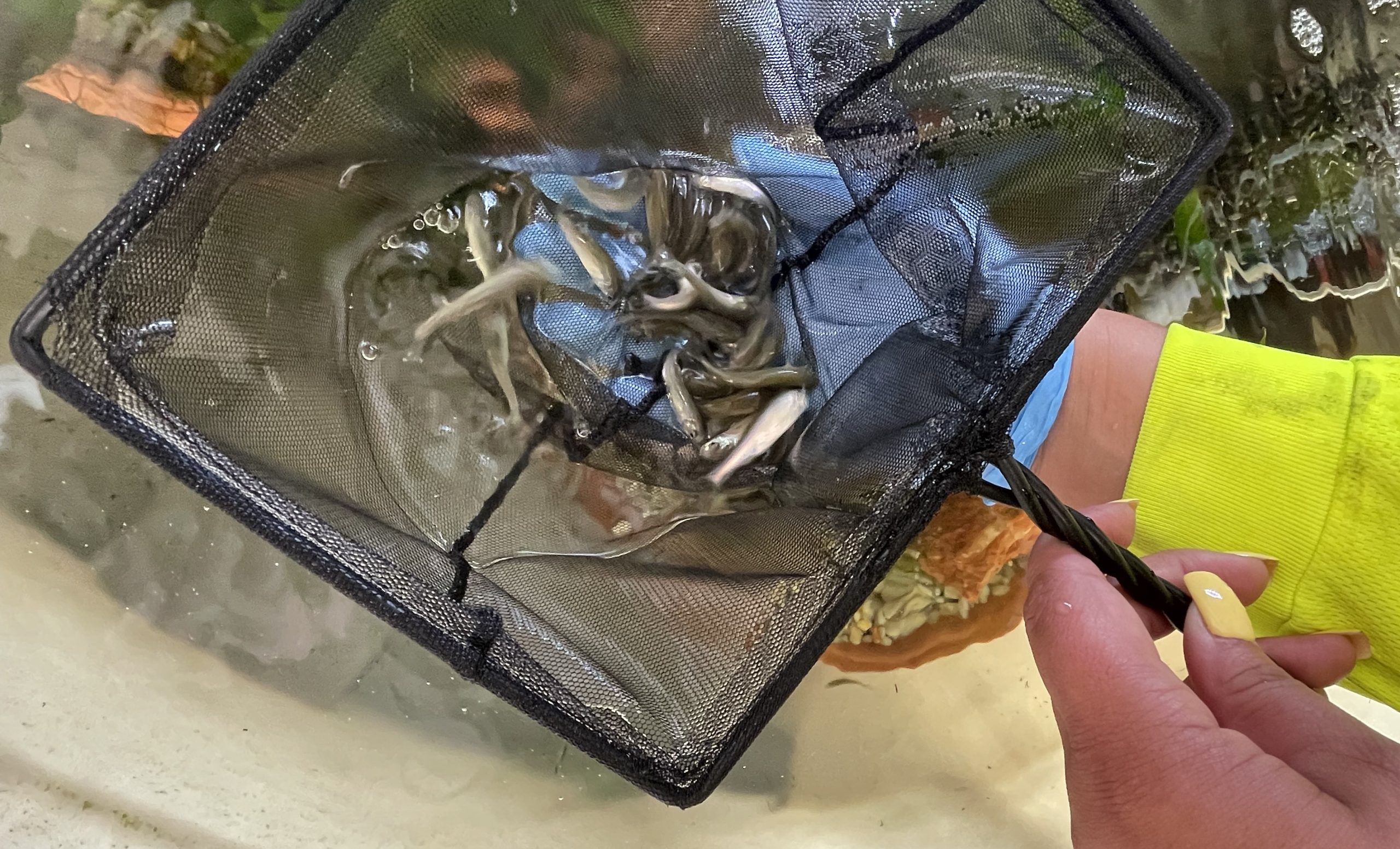 COA Snapshot Fathead Minnow 1