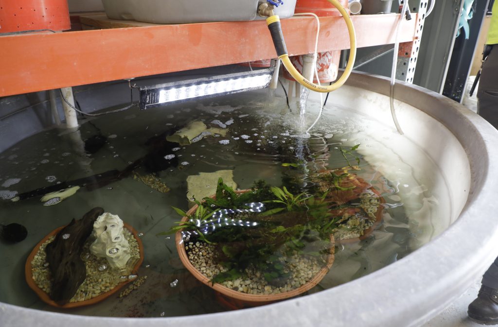 Flathhead minnows in a breeding tank