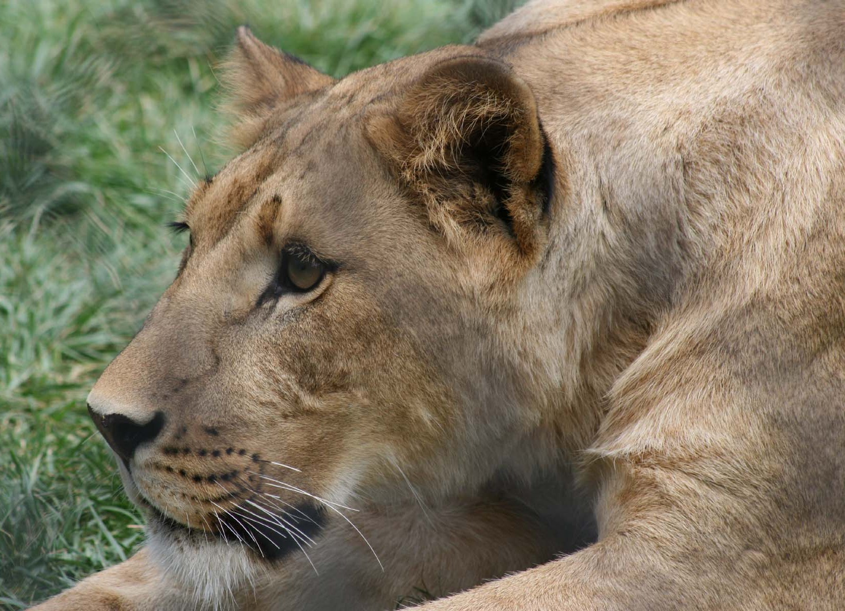 Amarillo Zoo Sarai