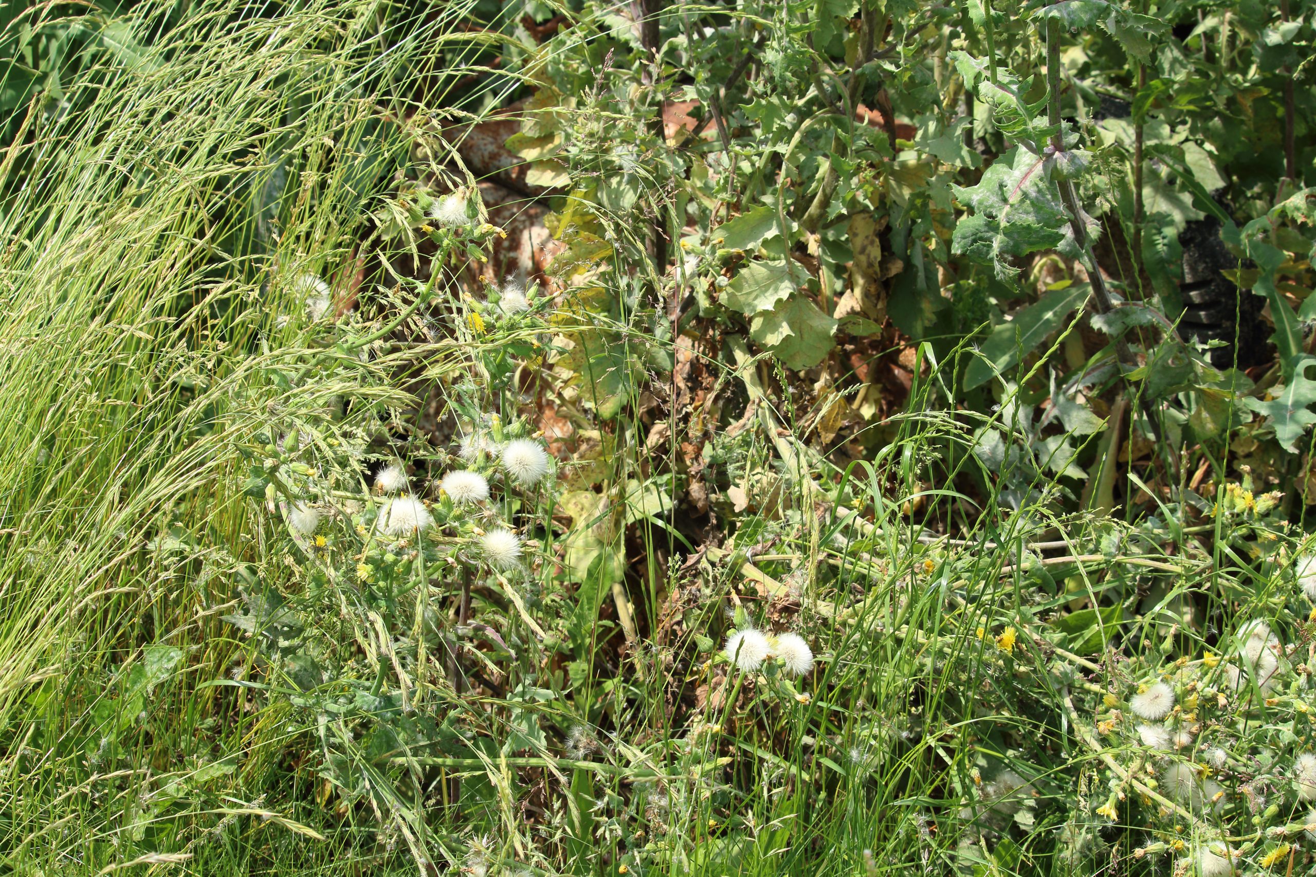 Extremely tall, overgrown, grass with faded thistle and other weeds with rusty wheelbarror in the middle of wild bush