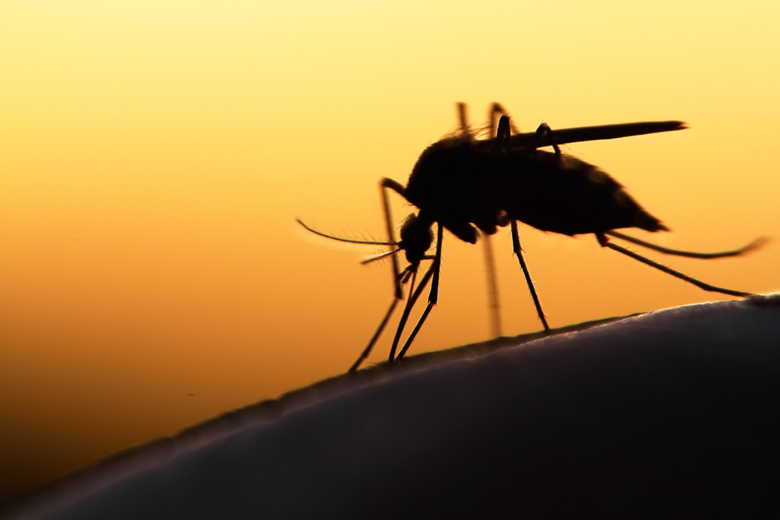 Mosquito on human skin