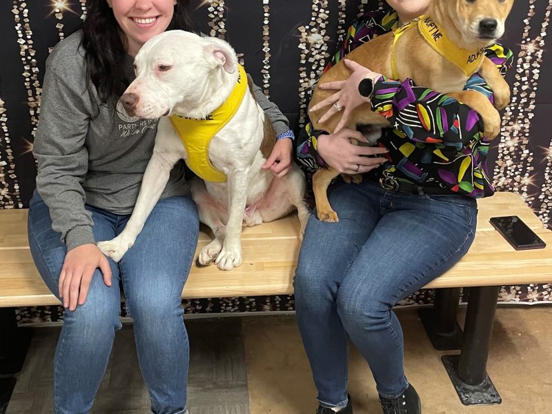 AAMW Doggy Day Out 2