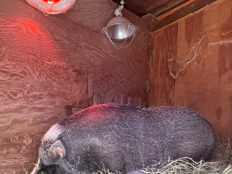 Amarillo Zoo 7 - Dudley Pig - Image