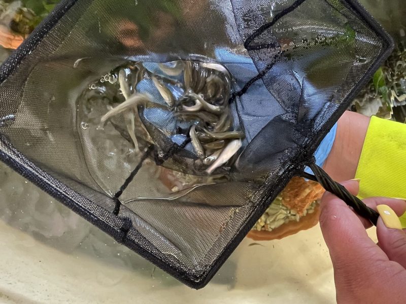 COA Snapshot Fathead Minnow 1