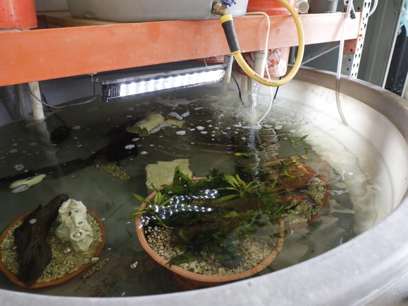 COA Snapshot Fathead Minnow 2