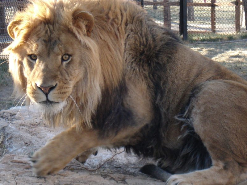 Solomon, the Amarillo Zoo’s African lion, rests on a rock while gazing toward the camera.