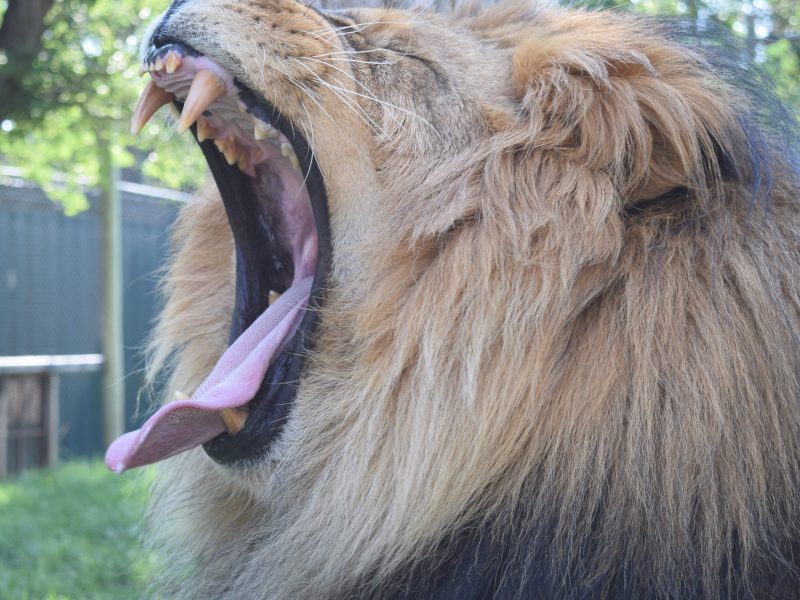 Close-up of Solomon the lion mid-roar or yawn, mouth wide open showing teeth and tongue.